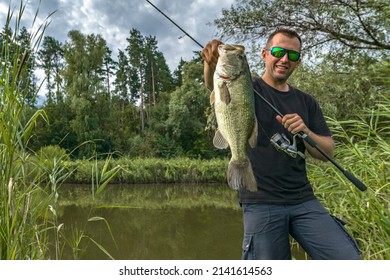 Bass fishing. Big bass fish in hands of pleased fisherman with spinning rod at lake. Largemouth perch at pond