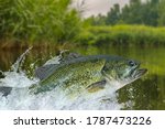 Bass fishing. Largemouth perch fish jumping with splashing in water