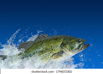 Bass Fishing. Largemouth Perch Fish Jumping With Splashing In Water Isolated On Blue Background