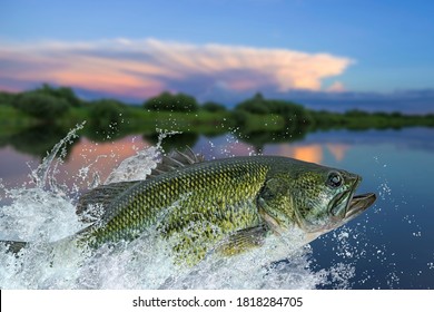 Bass fishing. Largemouth perch fish jumping with splashing in water