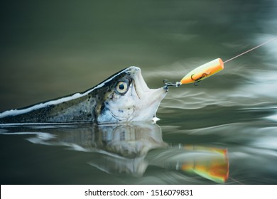 Bass Fishing Splash. Trout. Fishing. Still Water Trout Fishing. Catching A Big Fish With A Fishing Pole