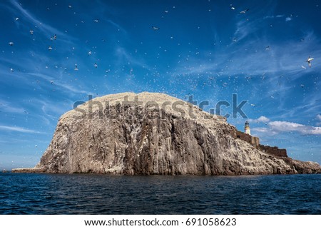 Bass Rock, The Biggest Northern Gannet Colony In The World