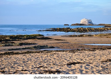 Bass Rock Scotland Firth Of Forth