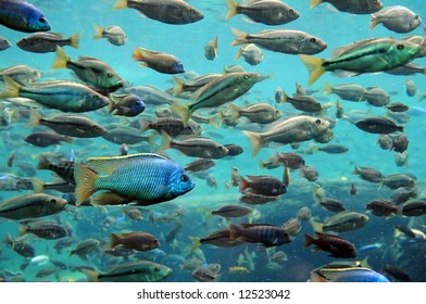 Bass And Tilapia Underwater