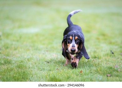 Basset Bleu De Gascogne / Blue Gascony Basset