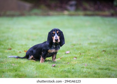 Basset Bleu De Gascogne / Blue Gascony Basset