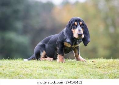 Basset Bleu De Gascogne / Blue Gascony Basset