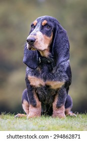 Basset Bleu De Gascogne /  Blue Gascony Basset