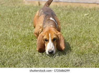 A Basset Dog, Nose To The Ground, Coming Towards The Camera.
