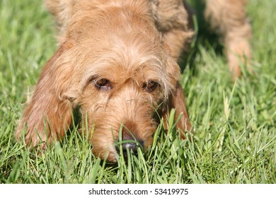 Basset Fauve De Bretagne