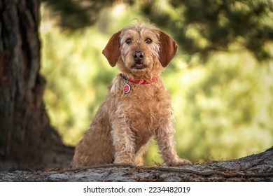 Basset Fauve de Bretagne dog looking directly at the camera at the forest