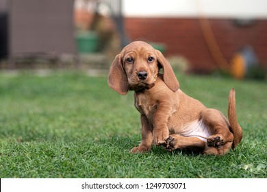 are basset fauve de bretagne noisy