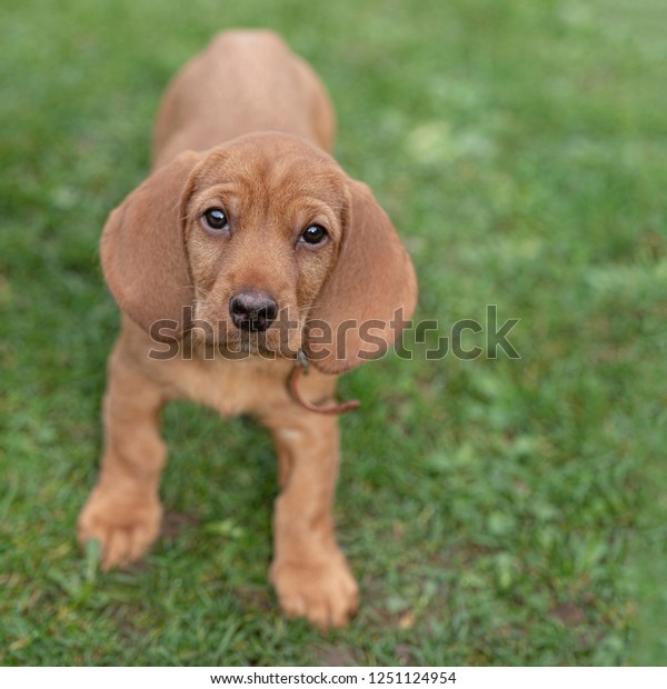 are basset fauve de bretagne noisy