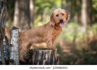 Basset Fauve de Bretagne standing against a tree stump and looking directly at the camera in the forest with a happy face