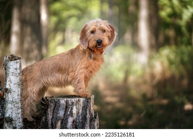 Basset Fauve de Bretagne standing against a tree stump and looking directly at the camera in the forest with a happy face