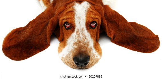 Basset Houn Of White Background