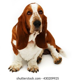 Basset Hound 2 Years Old Sitting Stock Photo 430209907 