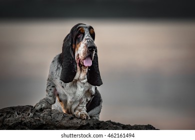 Basset Hound