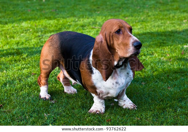 Basset Hound Stock Photo 93762622 | Shutterstock