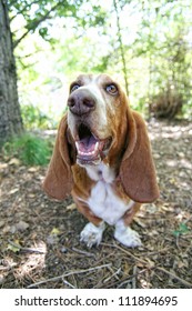 A Basset Hound Barking Or Howling In A Park