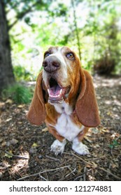  A Basset Hound Barking Or Howling In A Park