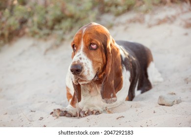 A Basset Hound At The Beach With Sand. Looking Sad. Floppy Ears. 