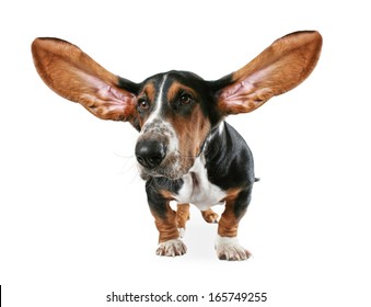 A Basset Hound With Big Ears