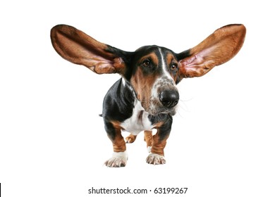 A Basset Hound With Big Ears