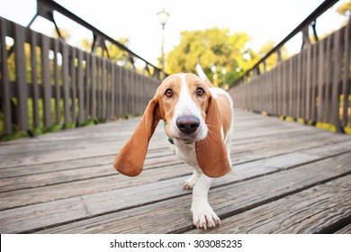 Basset Hound Close Up Walking Across Bridge With Big Ears