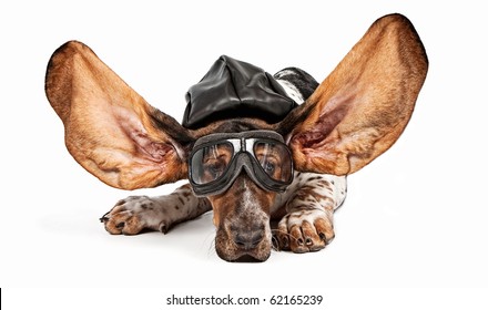 Basset Hound Dog With Ears Flying Back Wearing An Aviator Hat And Goggles. Isolated On White.