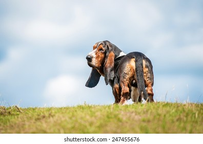 Basset Hound Dog Looking Back On The Top Of The Hill