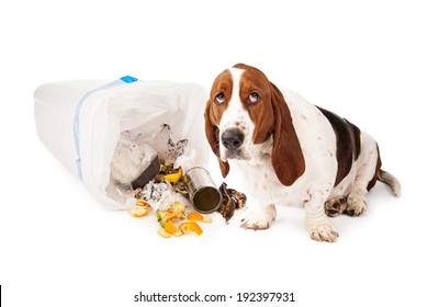 Basset Hound dog looking up with a guilty expression while sitting next to a tipped over garbage can 