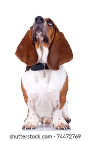 Basset Hound Dog Looking Up And Isolated On White