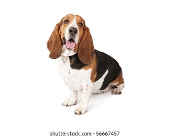 Basset Hound dog looking to the side and and isolated on white