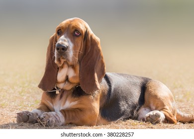 Basset hound dog portrait having a serious, yet funny cute look.