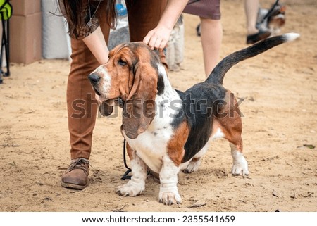 A Basset Hound dog at a dog show.