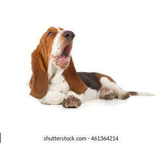 Basset Hound dog sleeping isolated on white background