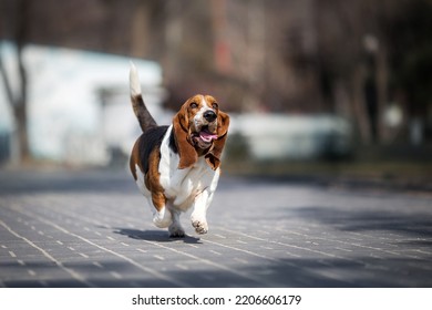basset hound dog spring in the park	
 - Powered by Shutterstock