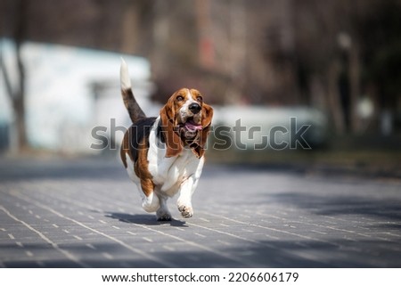 basset hound dog spring in the park	
