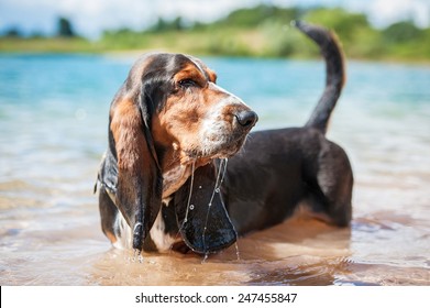 Basset hound dog standing in the water