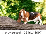 A basset hound dog stands sideways on a wooden log against a background of trees. The dog looks straight into the camera. He has long ears and sad eyes. The photo is blurred and horizontal. 