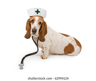 Basset Hound Dog Wearing A Nurse Hat With A Green First Aid Cross And A Stethoscope. Isolated On White.