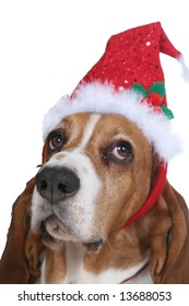 Basset Hound Dog Wearing A Red And Green Santa Hat And Looking Unimpressed By It