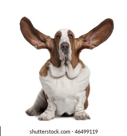 Basset Hound with ears up, 2 years old, sitting in front of white background