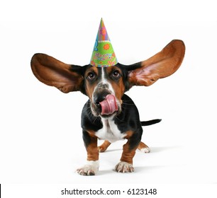 A Basset Hound With Flapping Ears