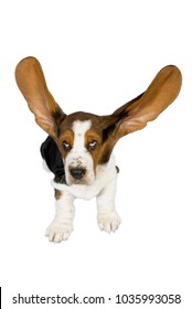 Basset Hound Ears 2 Years Old Stock Photo (Edit Now) 46499119