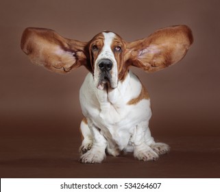 Basset Hound Flying Ears Stand In Studio