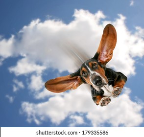 a basset hound flying through the air with his ears like a superhero