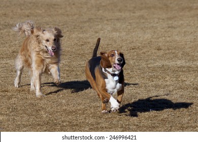 Basset Hound And Golden Retriever Having Fun At Colorado Off Leash Dog Park