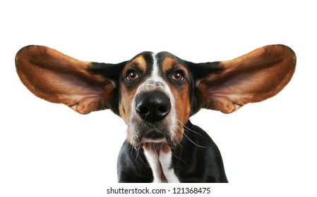 A Basset Hound With His Ears Flying Away